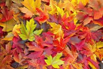 Dates For Your Diary - Autumn 1